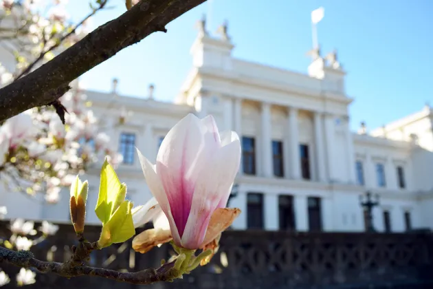 Magnolia framför universitetshuset. Foto: Louise Larsson, LU.